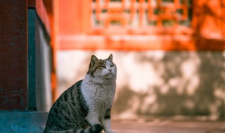 紫禁城有多少只猫 紫禁城养猫