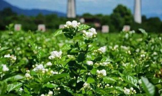 茉莉花种植（茉莉花种植方法与技巧）