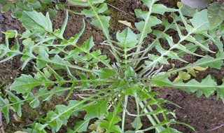 荠菜根可以吃吗 荠菜根可以吃吗功效与作用