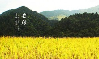 芒种节气是什么意思 芒种节气是什么意思有什么讲究