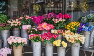 花种子怎么种（花种子怎么种容易发芽）