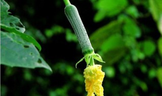 丝瓜是什么时候开花的 丝瓜在什么时候开花