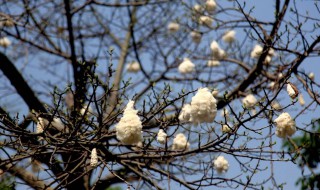 木棉花会结出棉花吗? 木棉花会结出棉花吗图片