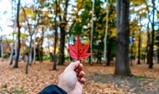 枫树会开花吗（枫树会开花吗花又长什么样）