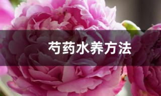 芍药水养方法 芍药水养护