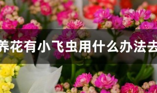 家里养花有小飞虫用什么办法去除（家里养花有小飞虫怎么样才能彻底去除）