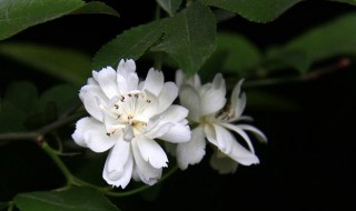 木香花四季开花吗（木香花四季常青吗）