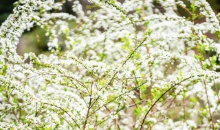 雪柳开完花还能活吗 雪柳开完花后需要修剪吗