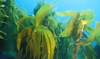 海底里的植物海带和海草的特点 海底里的植物海带和海草的特点有哪些