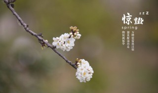 惊蛰节气是什么意思（惊蛰节气是什么意思谢谢）