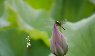 大暑节气吃什么传统食物（大暑可以怎么吃:2018大暑节气如何养生吃什么）