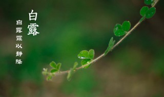 白露节气诗词（白露节气诗词鉴赏）