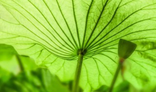 大暑节气寓意 大暑节气的寓意