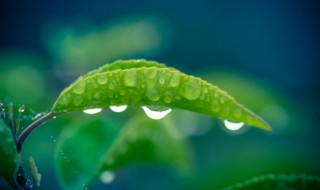 梅雨季节2021什么时间入梅 梅雨季节2021什么时间入梅浙江