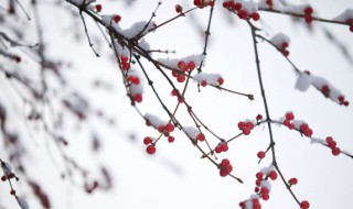 小雪节气是什么意思 小雪节气是什么意思呀