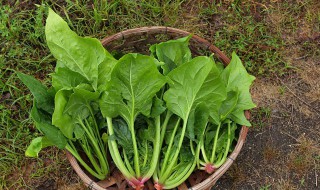 菠菜炒肉的做法 菠菜炒肉的做法视频