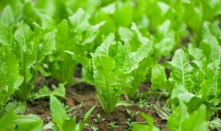 有机蔬菜怎么种植 有机蔬菜怎么种植如何病