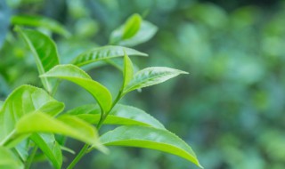 茶树种子要怎么种植（茶树种子要怎么种植才能发芽）