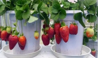 室内草莓怎么种植 室内草莓怎么种植用灯光可以吗?