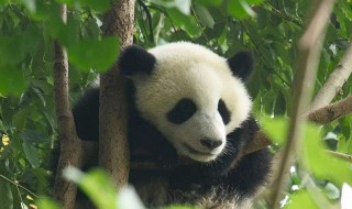 梦见熊猫是什么意思 做梦梦见熊猫是什么意思