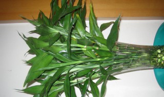 贵竹的土养殖方法