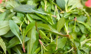 春天适合吃什么野菜（春天适合吃什么野菜图片）