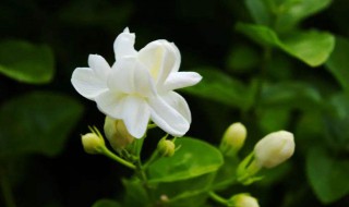 如何种植茉莉花 如何种植茉莉花种子