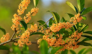 桂花叶子发蔫怎么办 桂花叶子蔫了怎么办