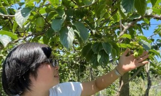 软枣猕猴桃如何种植 软枣猕猴桃几年结果