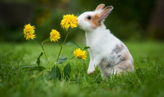 梦见白兔的含义（梦见白兔是什么预兆?）