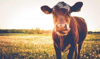 牛的内涵意义有哪些 牛有什么内涵