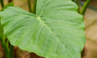 滴水观音夏天的养殖方法 夏天滴水观音的养殖方法和注意事项