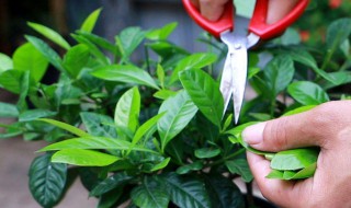 栀子花生长期修剪方法（栀子花花期如何修剪）