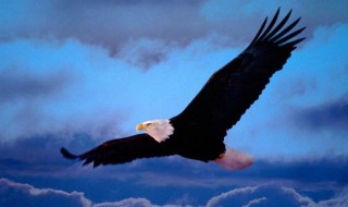 鹰的象征意义 鹰的象征意义是