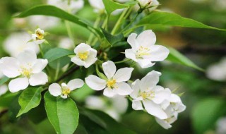 茉莉花泡茶怎么泡茶（茉莉花泡茶怎么泡茶好喝）