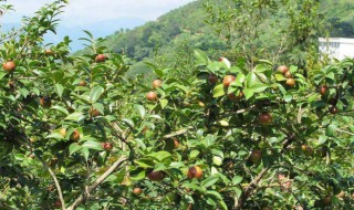 油茶树的种植 油茶树的种植条件