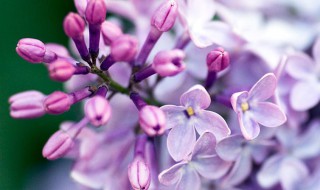 丁香花种植（丁香花种植方法）