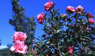 山茶花种植（山茶花种植时间）