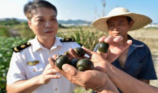 外来入侵物种有哪些 外来入侵物种有哪些动物