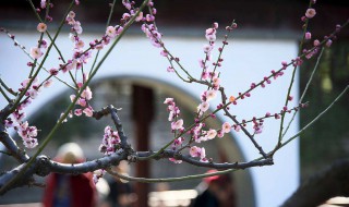 遥知不是雪为有暗香来是什么植物 遥知不是雪为有暗香来的植物是什么