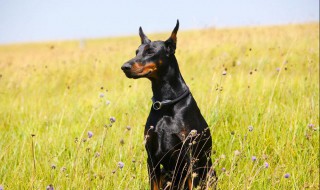 杜宾犬介绍（杜宾犬介绍一下）