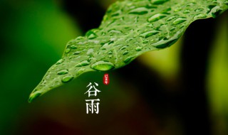 谷雨节气是什么意思（谷雨节是什么意思?）