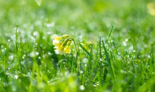 雨水节气养生知识 雨水节气养生知识内容