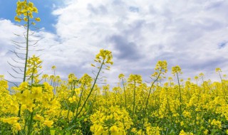 油菜花什么季节开? 油菜花什么季节开什么时候成熟