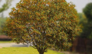 怎么养桂花树（怎么养桂花树茂盛）