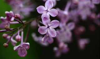 丁香花怎么养殖方法（丁香花怎么养殖方法图片）