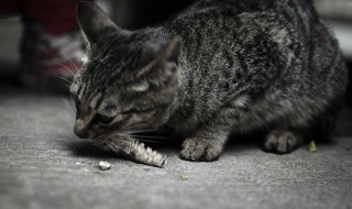 野猫怎么养 野猫怎么养才能养熟