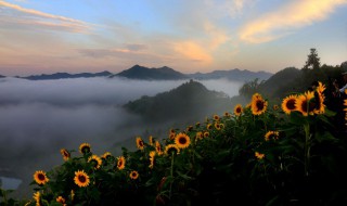 向日葵花语唯美句子 向日葵花语唯美句子简短