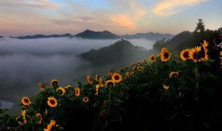 向日葵花代表着什么寓意（向日葵花有什么寓意）