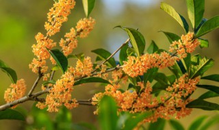 桂花树的养殖方法 桂花树的养殖方法和浇水